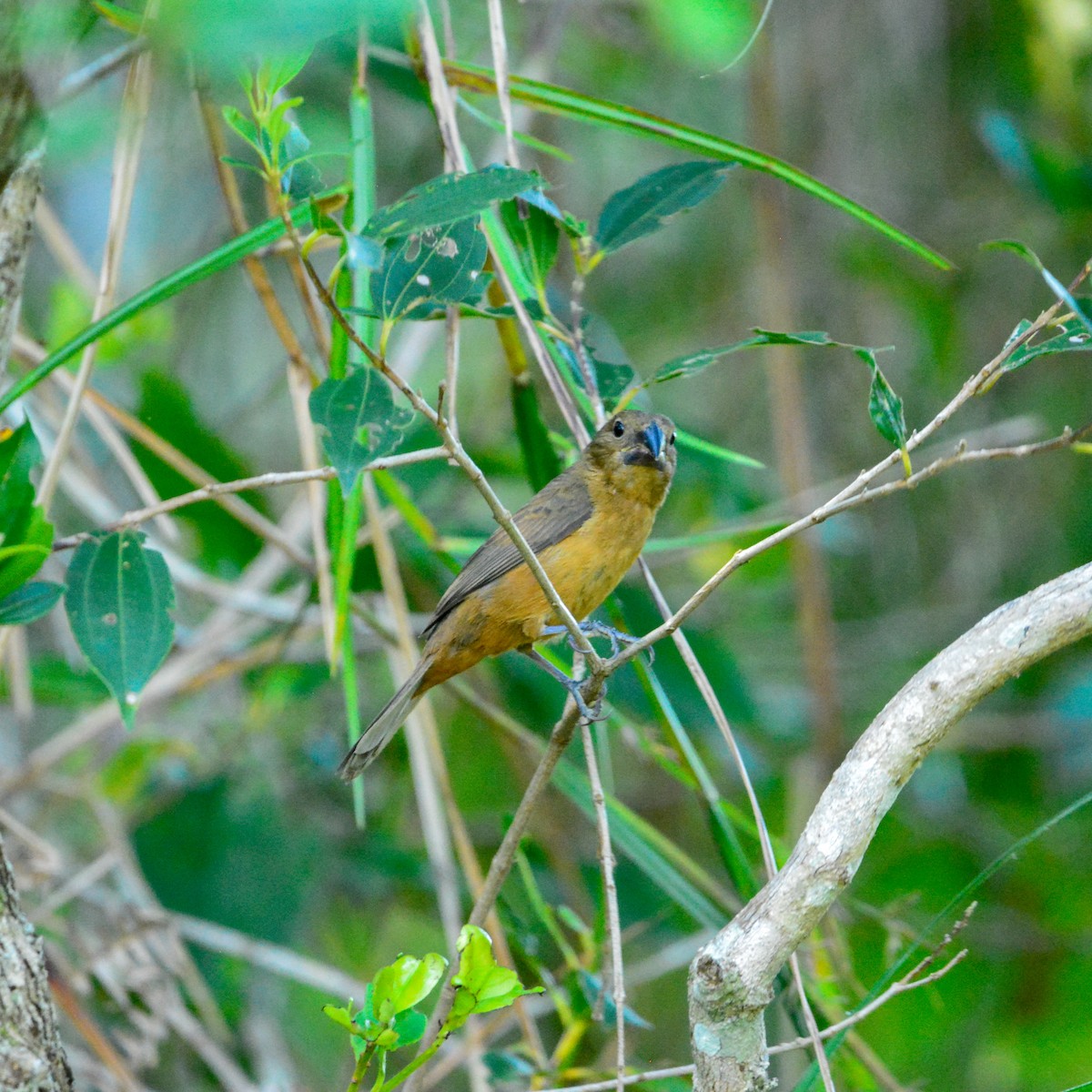 Chestnut-bellied Seed-Finch - ML646935387