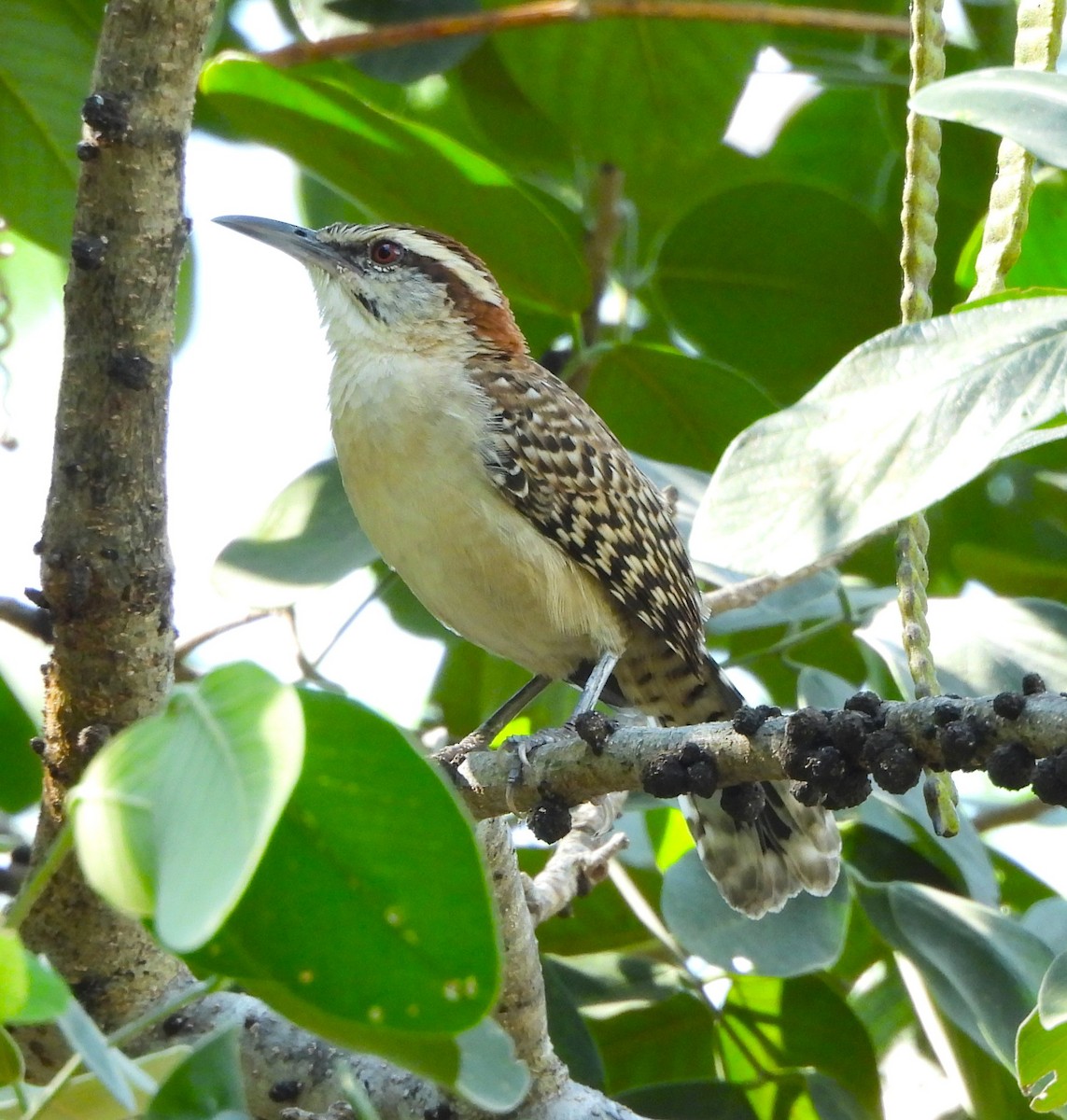 Russet-naped Wren - ML646935388