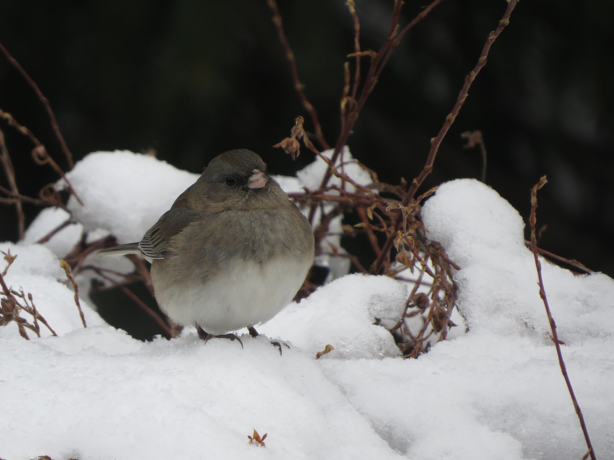 Dark-eyed Junco - ML646935389