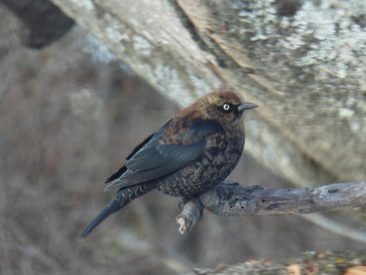 Quiscale rouilleux - ML646935390