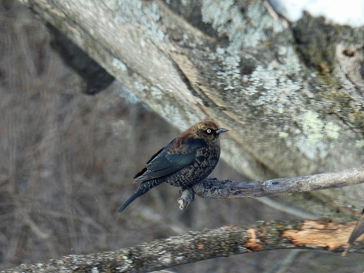 Quiscale rouilleux - ML646935391