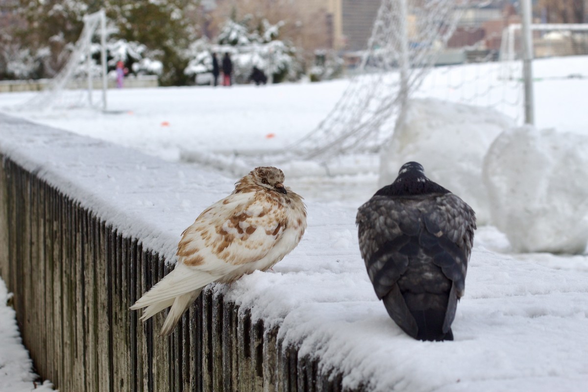 Rock Pigeon (Feral Pigeon) - ML646935393