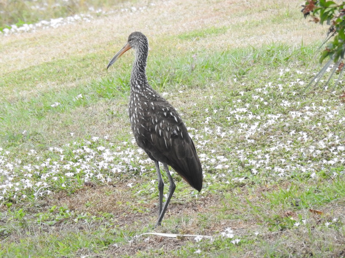 ツルモドキ - ML646935395