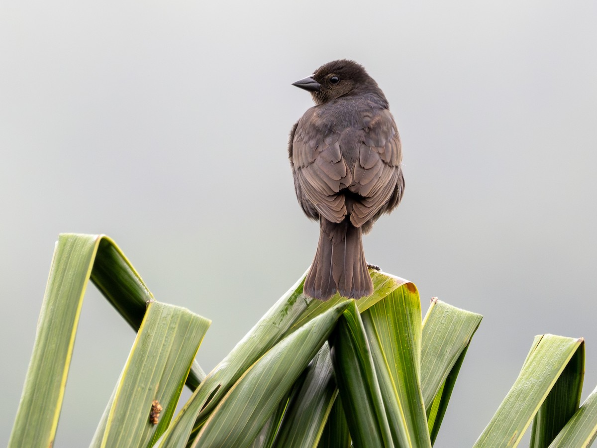 Tordo Renegrido - ML646935399