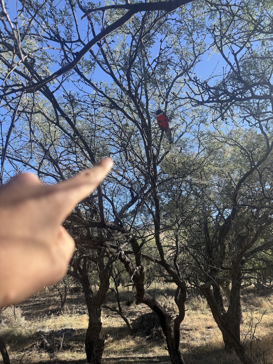 Coppery-tailed Trogon - ML646935400