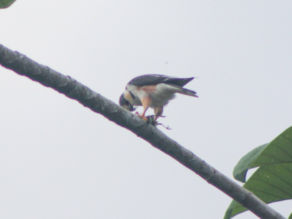 Pearl Kite - ML646935404