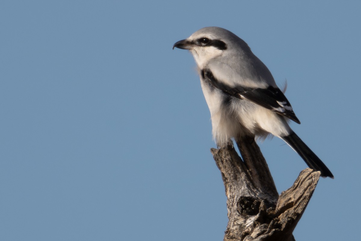 ťuhýk severní - ML646935406