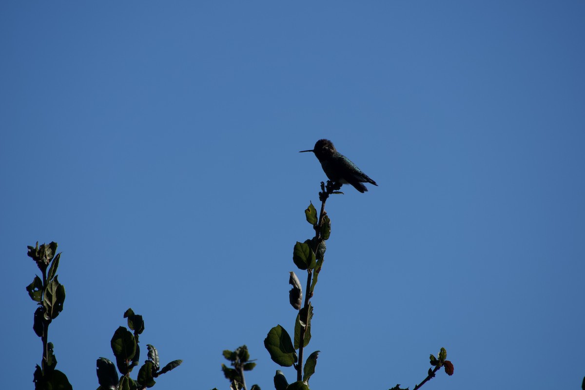 Anna's Hummingbird - ML646935414