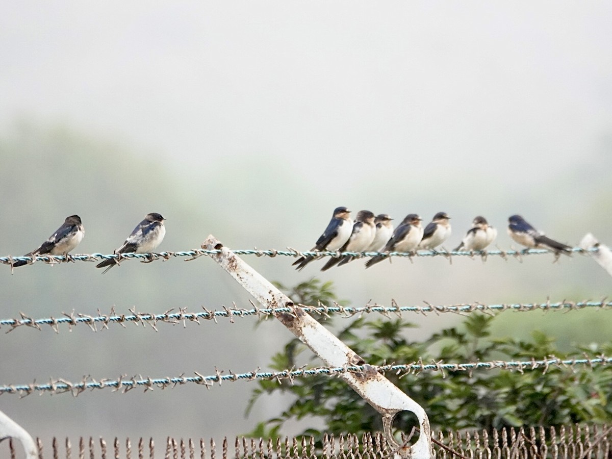 Rauchschwalbe - ML646935418