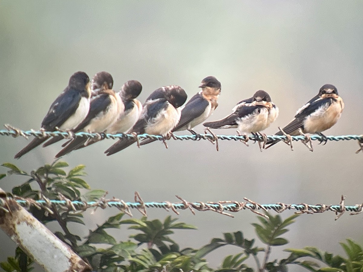 Rauchschwalbe - ML646935419