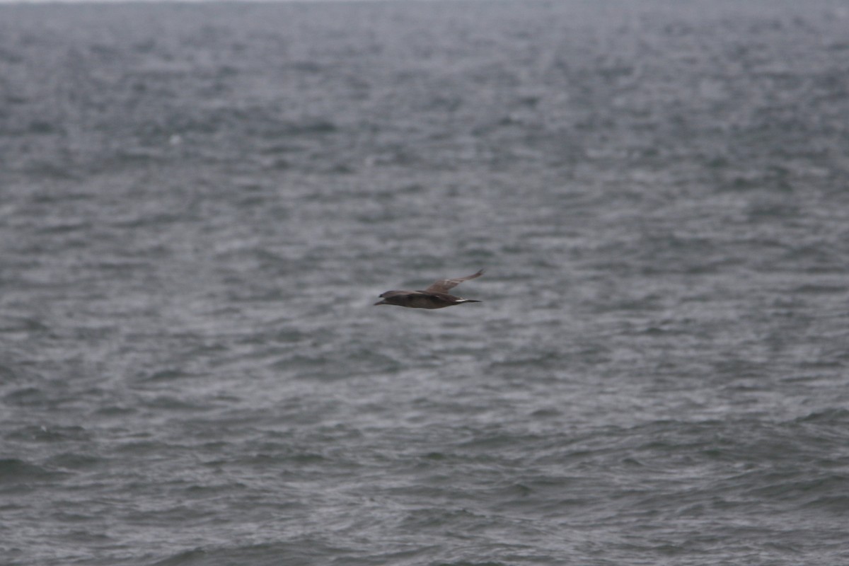 סולה מצויה - ML646935420