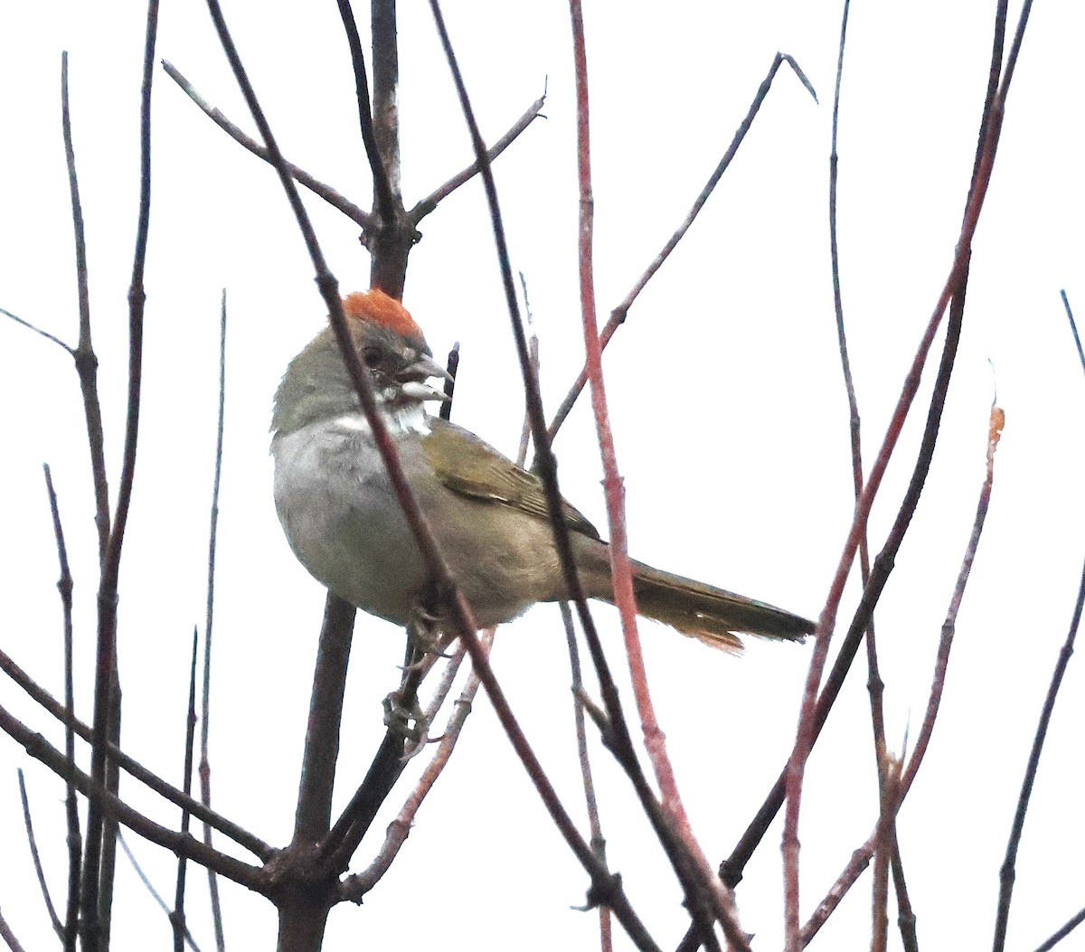 Green-tailed Towhee - ML646935434