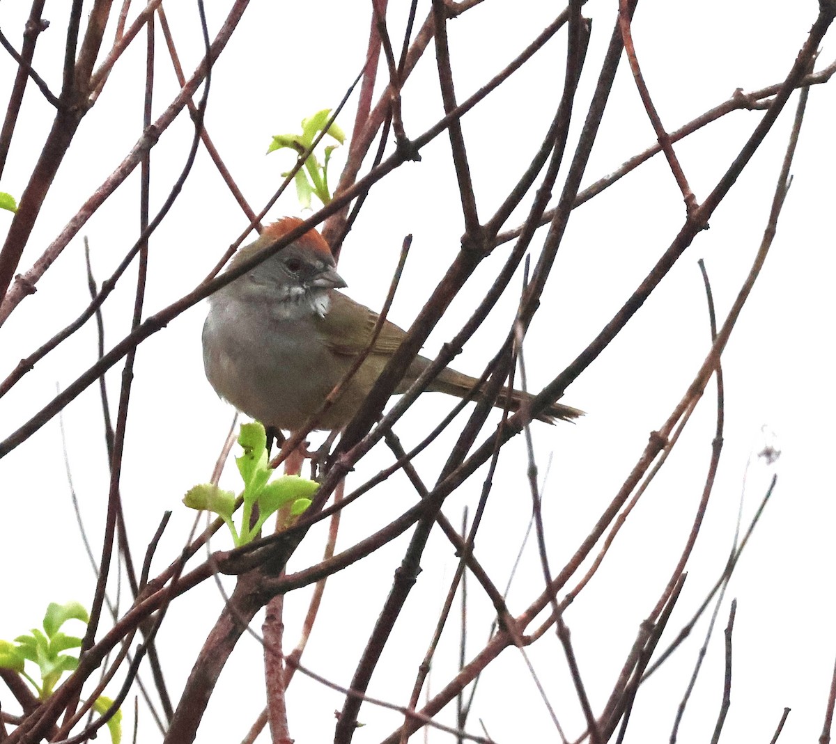 Green-tailed Towhee - ML646935435