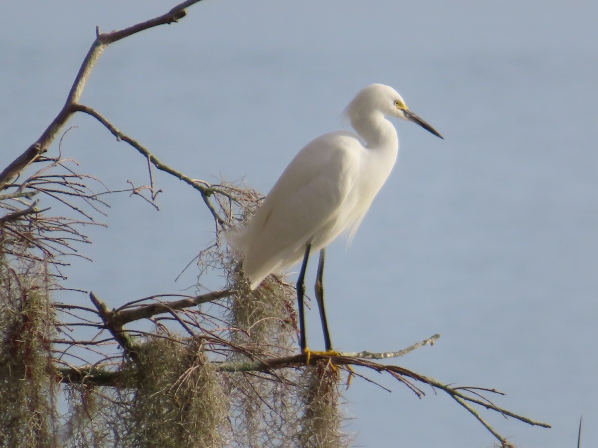 Snowy Egret - ML646935439