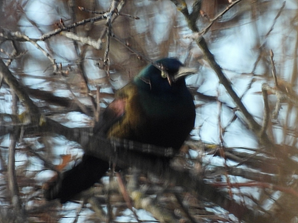 Quiscale bronzé - ML646935450