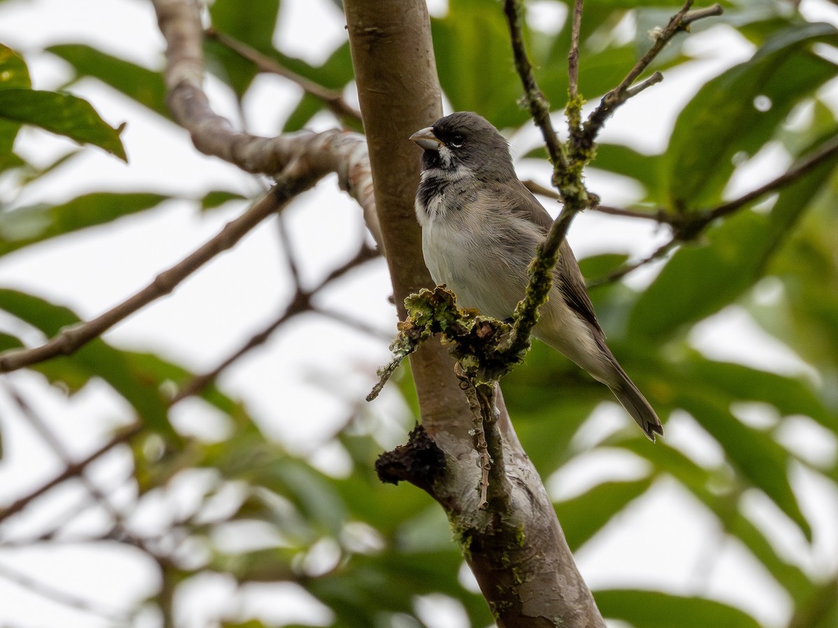 Semillero Corbatita - ML646935451