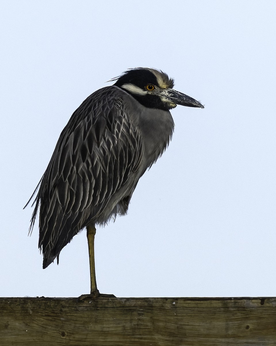 Yellow-crowned Night Heron - ML646935454