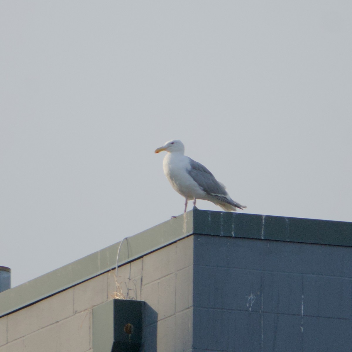 Серокрылая чайка - ML646935456