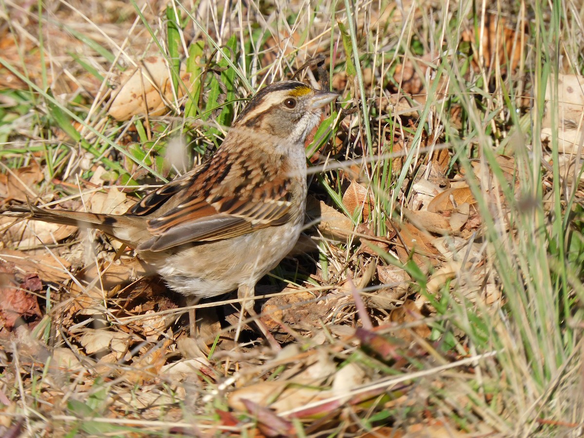 White-throated Sparrow - ML646935466
