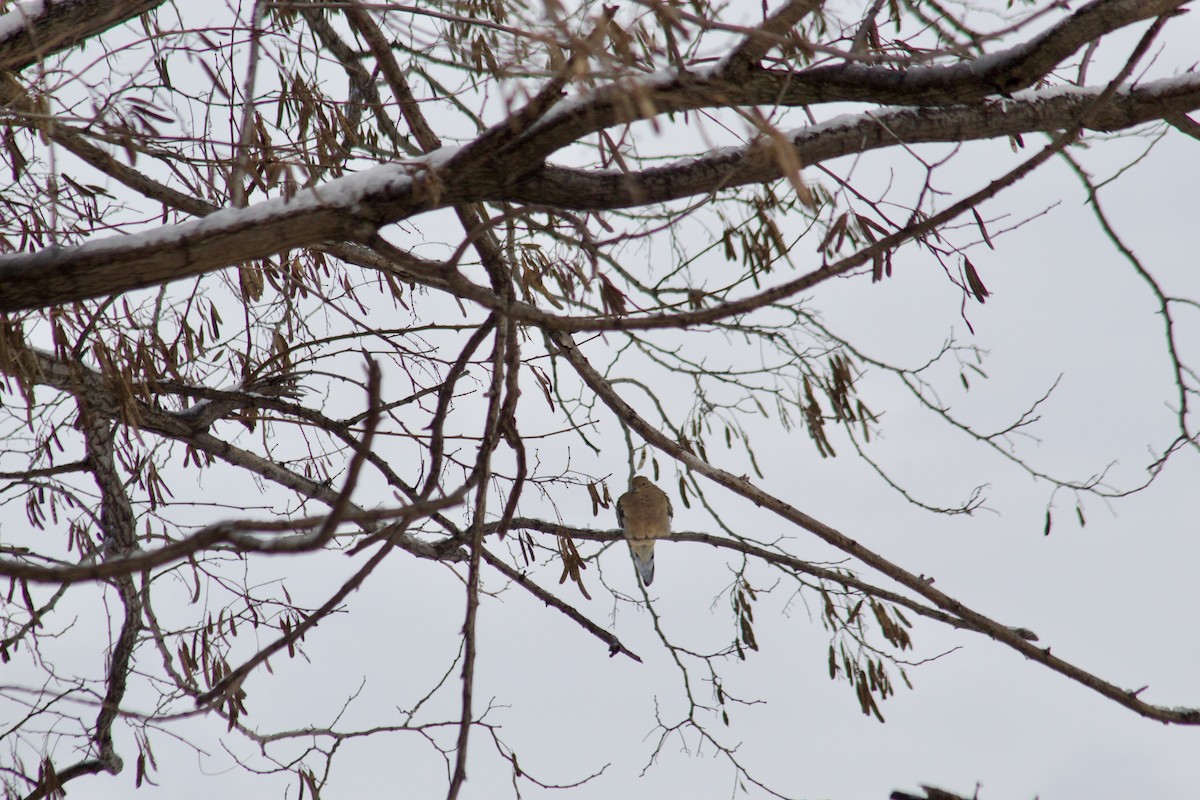Mourning Dove - ML646935467