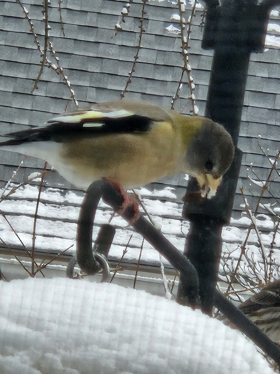 Evening Grosbeak - ML646935468