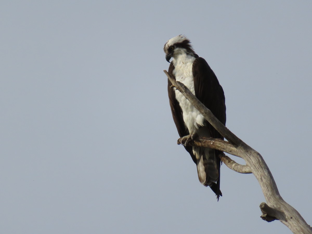 Arrano arrantzalea - ML646935471