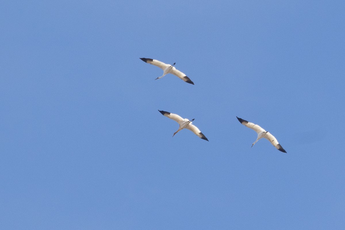 Whooping Crane - ML646935480