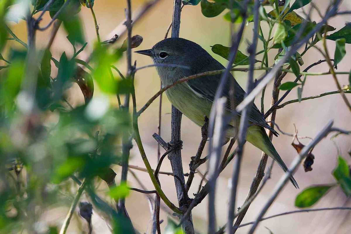 Orange-crowned Warbler - ML646935487