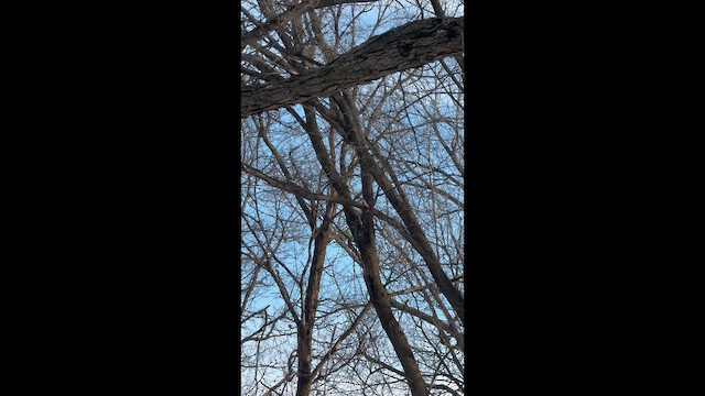 Орлан білоголовий - ML646935489