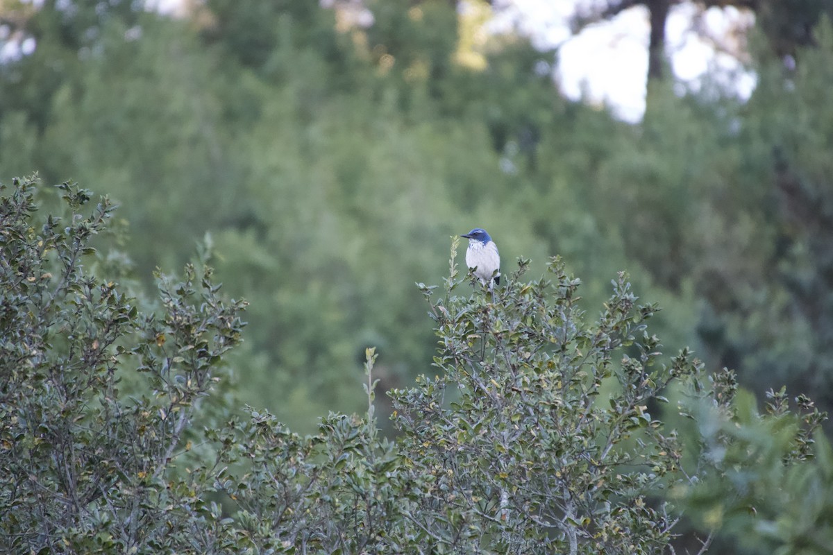 California Scrub-Jay - ML646935493