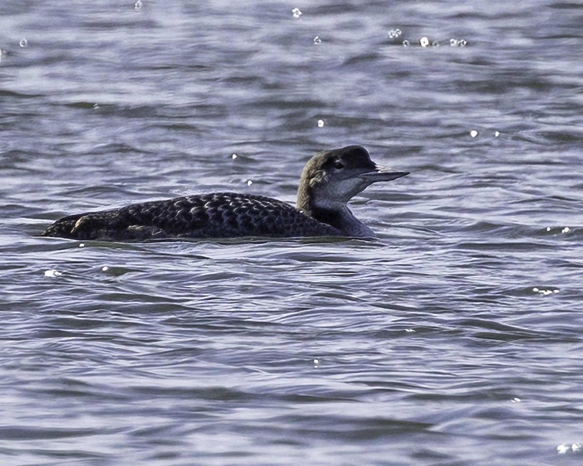 Common Loon - ML646935495
