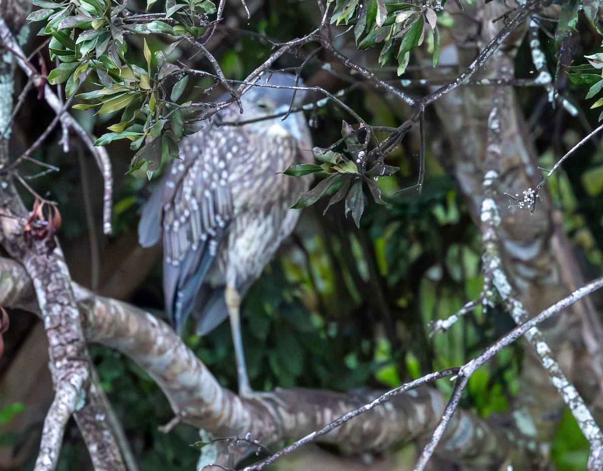Yellow-crowned Night Heron - ML646935500