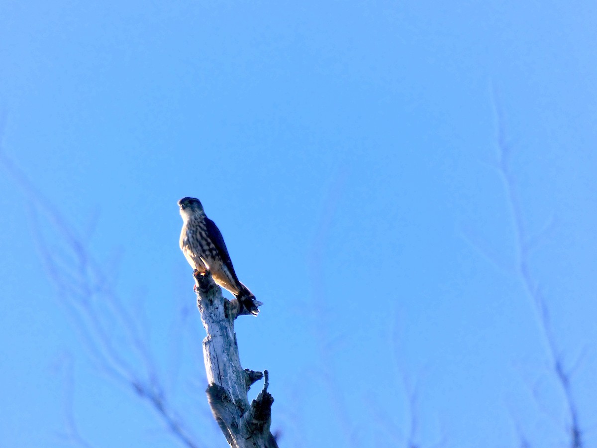 Merlin - ML646935501