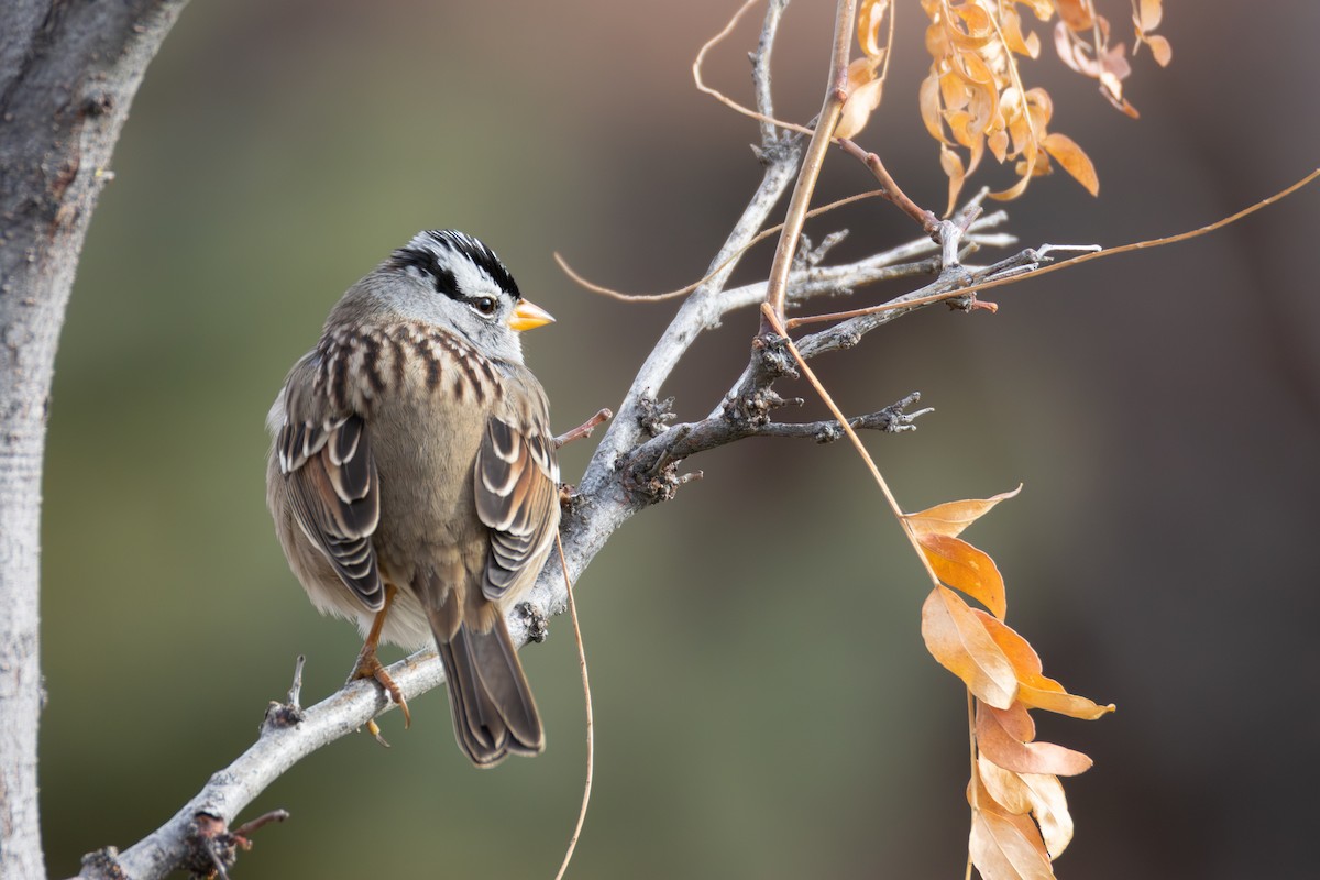 White-crowned Sparrow - ML646935502