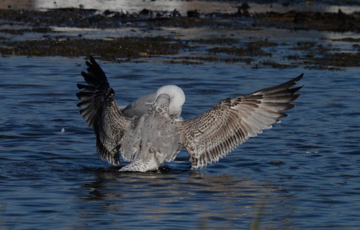 European Herring Gull - ML646935504
