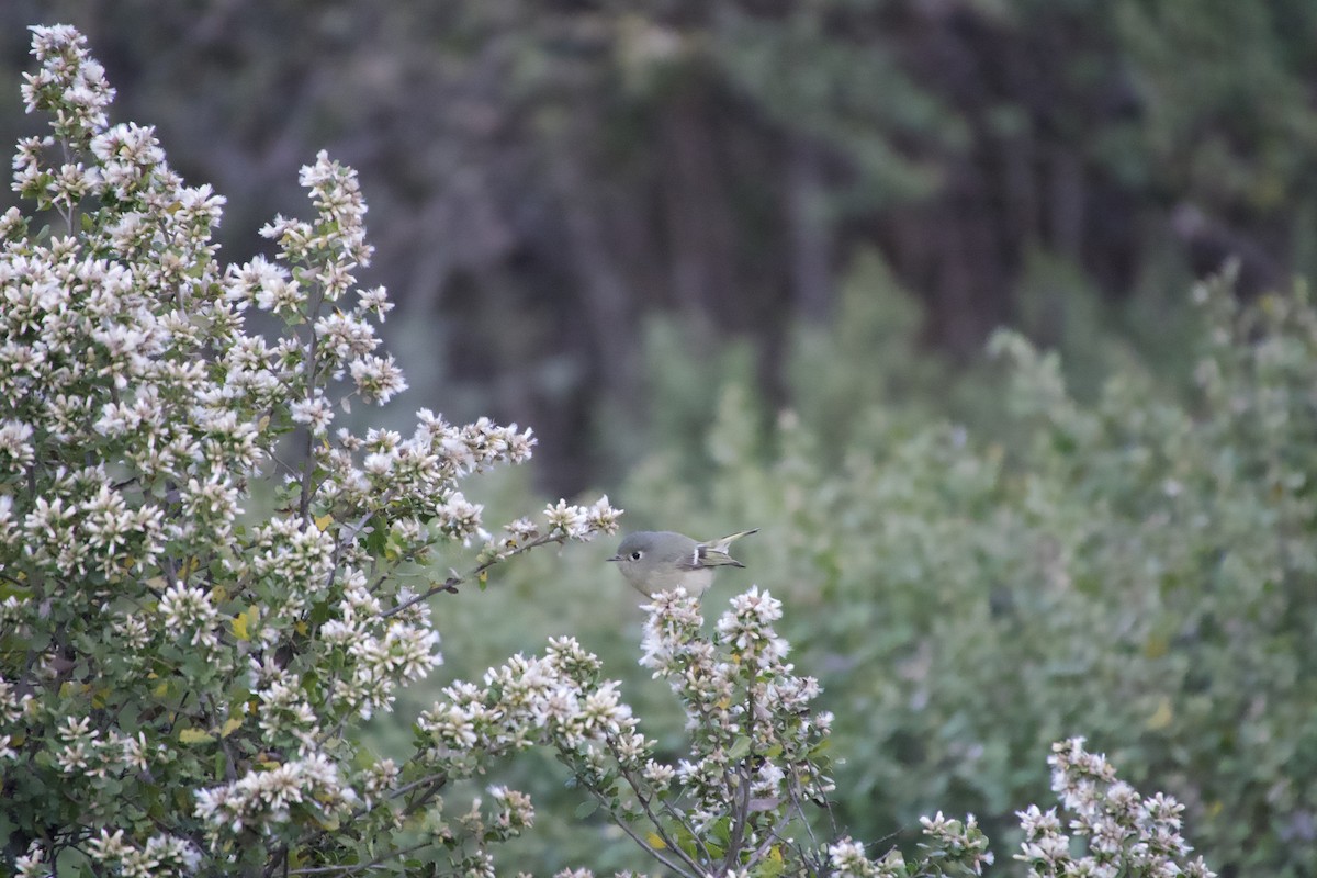 Ruby-crowned Kinglet - ML646935506