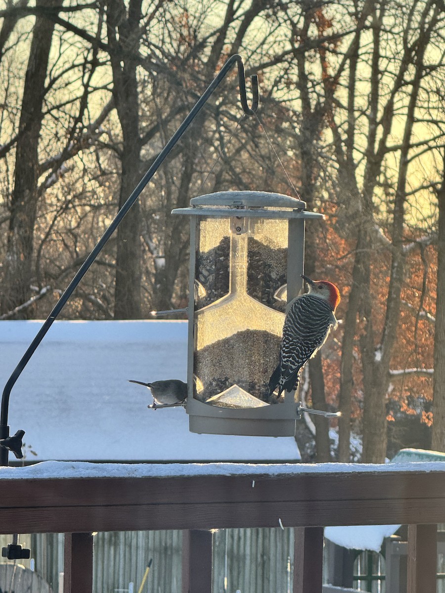 datel karolínský - ML646935507