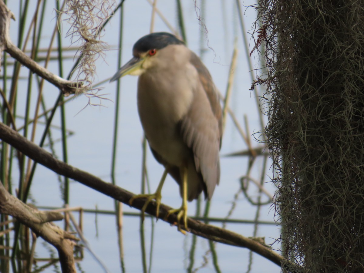 Black-crowned Night Heron - ML646935509