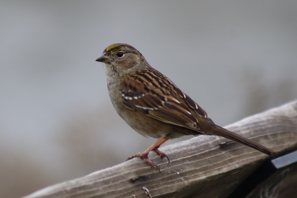 Golden-crowned Sparrow - ML646935510