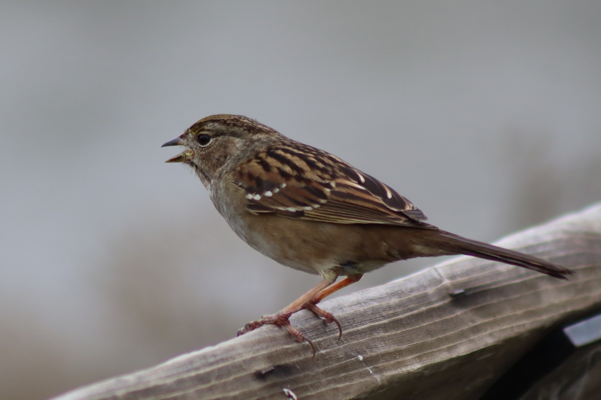 Golden-crowned Sparrow - ML646935511