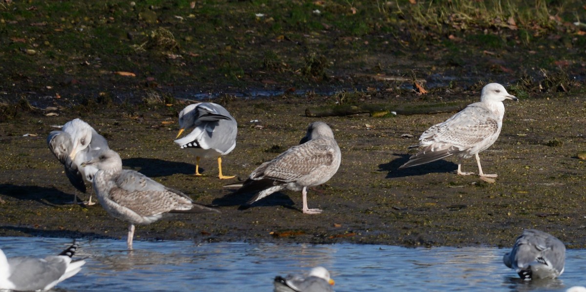 European Herring Gull - ML646935512