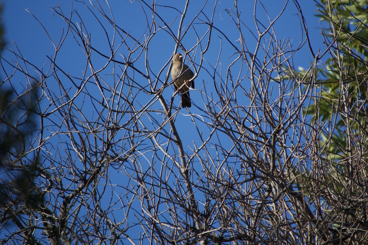 California Towhee - ML646935513