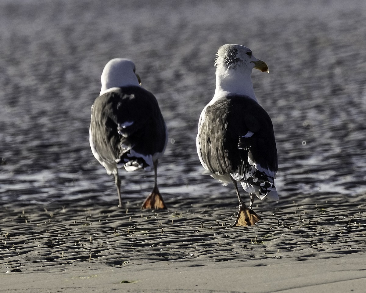 Great Black-backed Gull - ML646935514