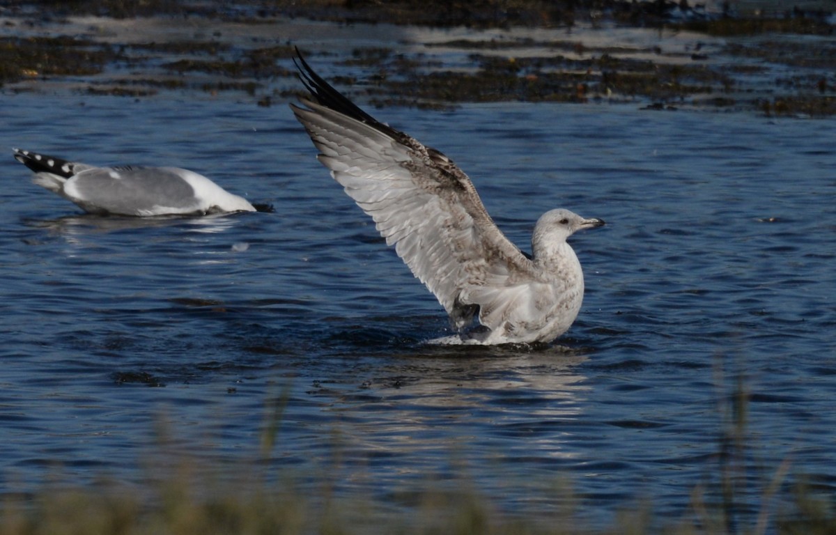 European Herring Gull - ML646935515