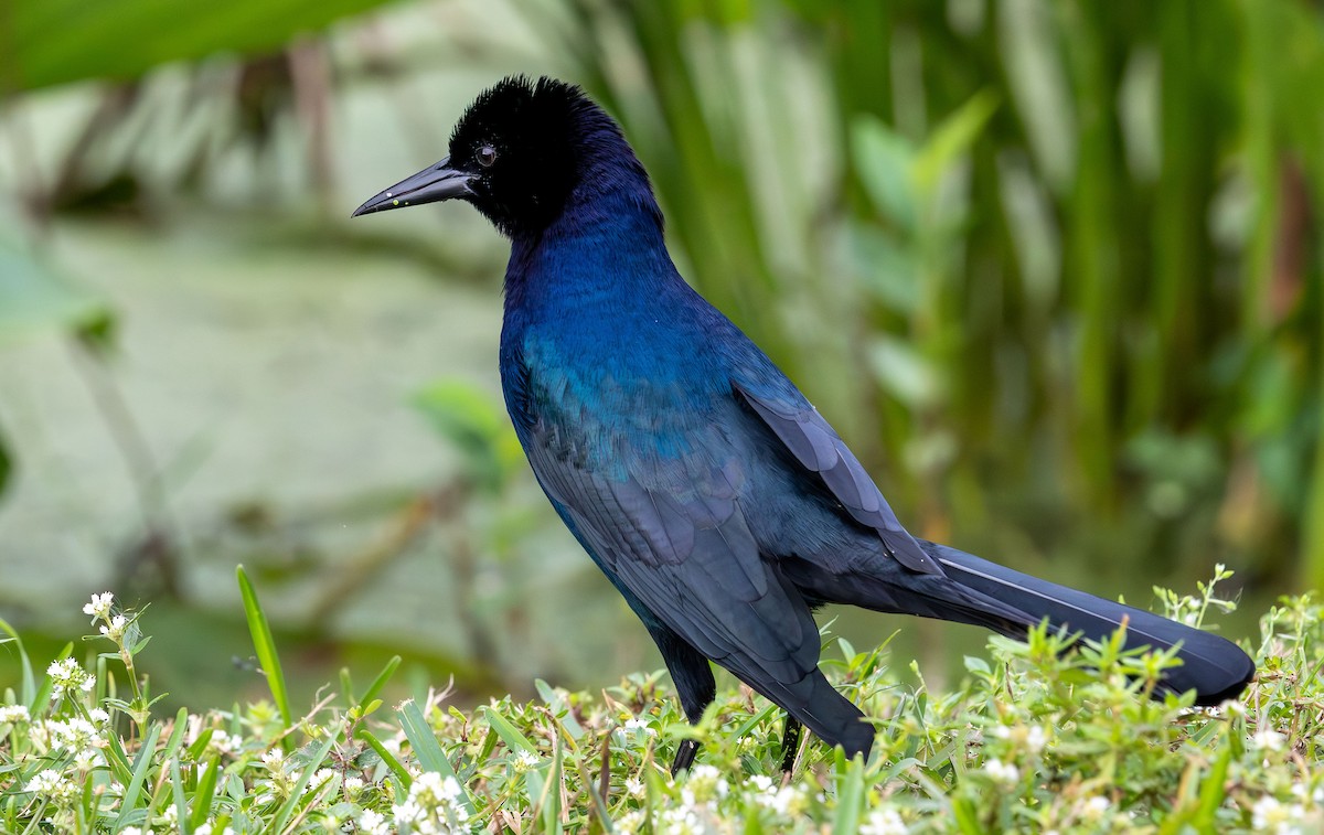Boat-tailed Grackle - ML646935516
