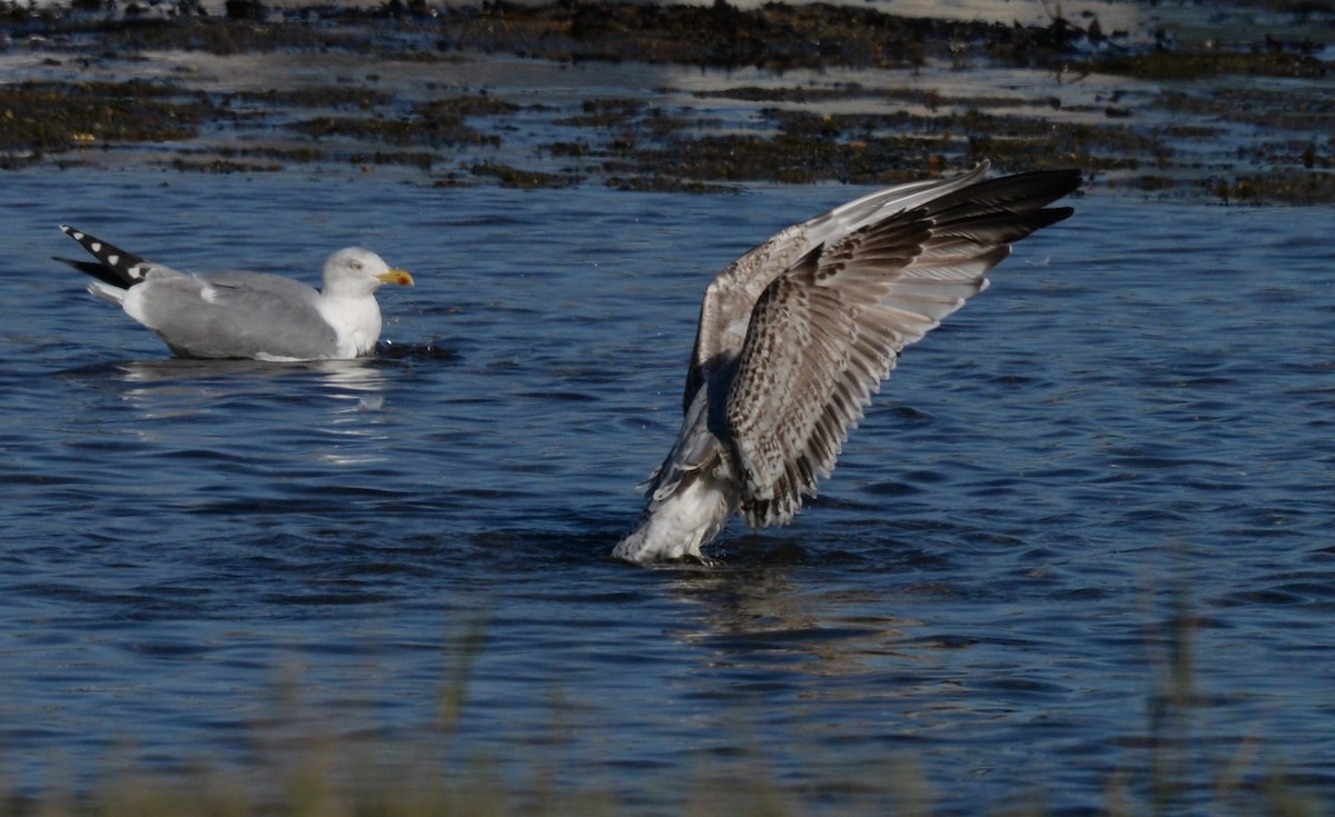 European Herring Gull - ML646935518
