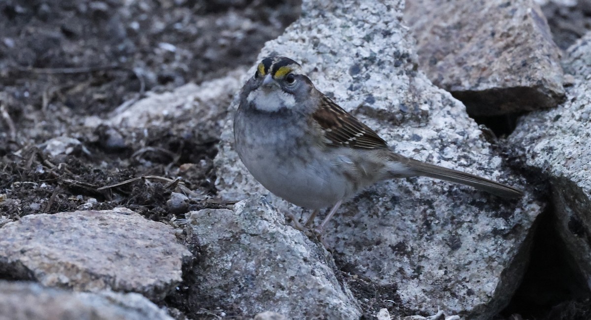 White-throated Sparrow - ML646935519