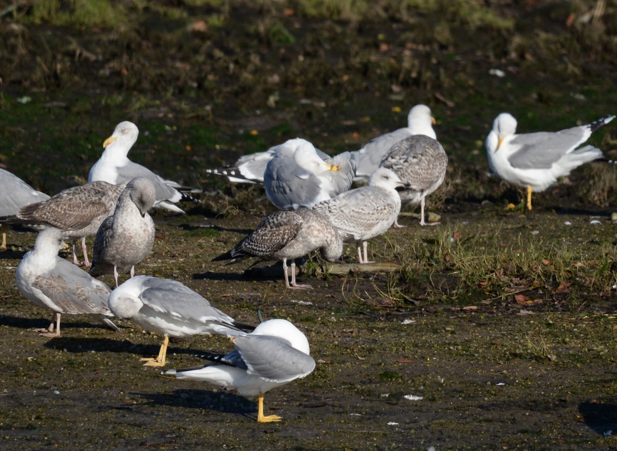 European Herring Gull - ML646935522