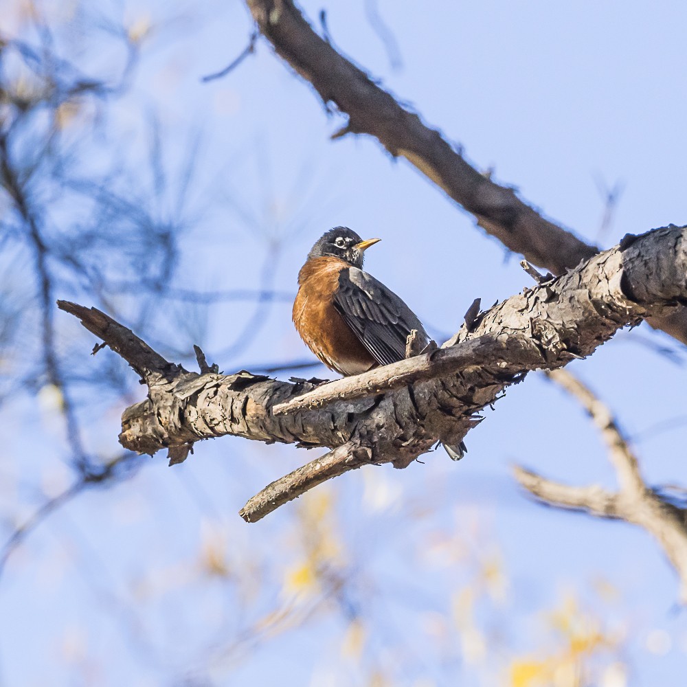 American Robin - ML646935523