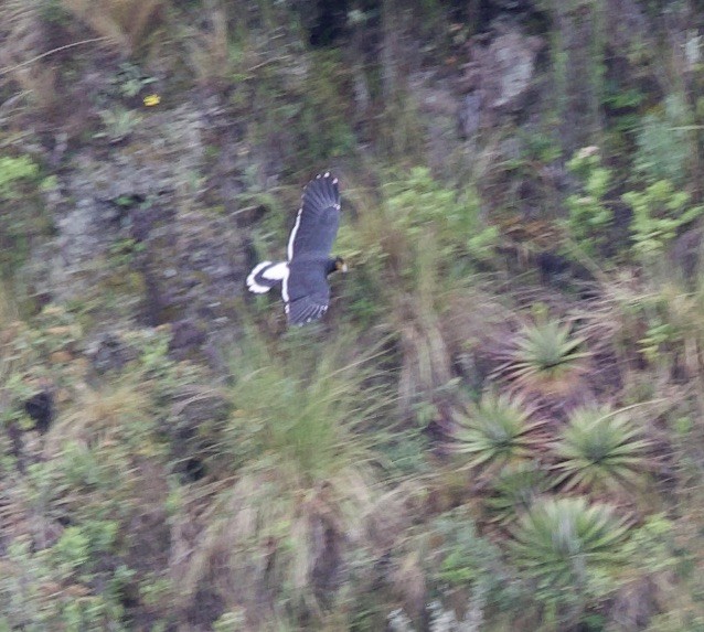 Carunculated Caracara - ML646935524